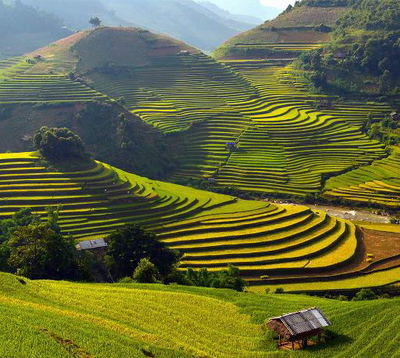Sapa in Its Golden Season – When Vietnam’s Northwest Turns to Gold